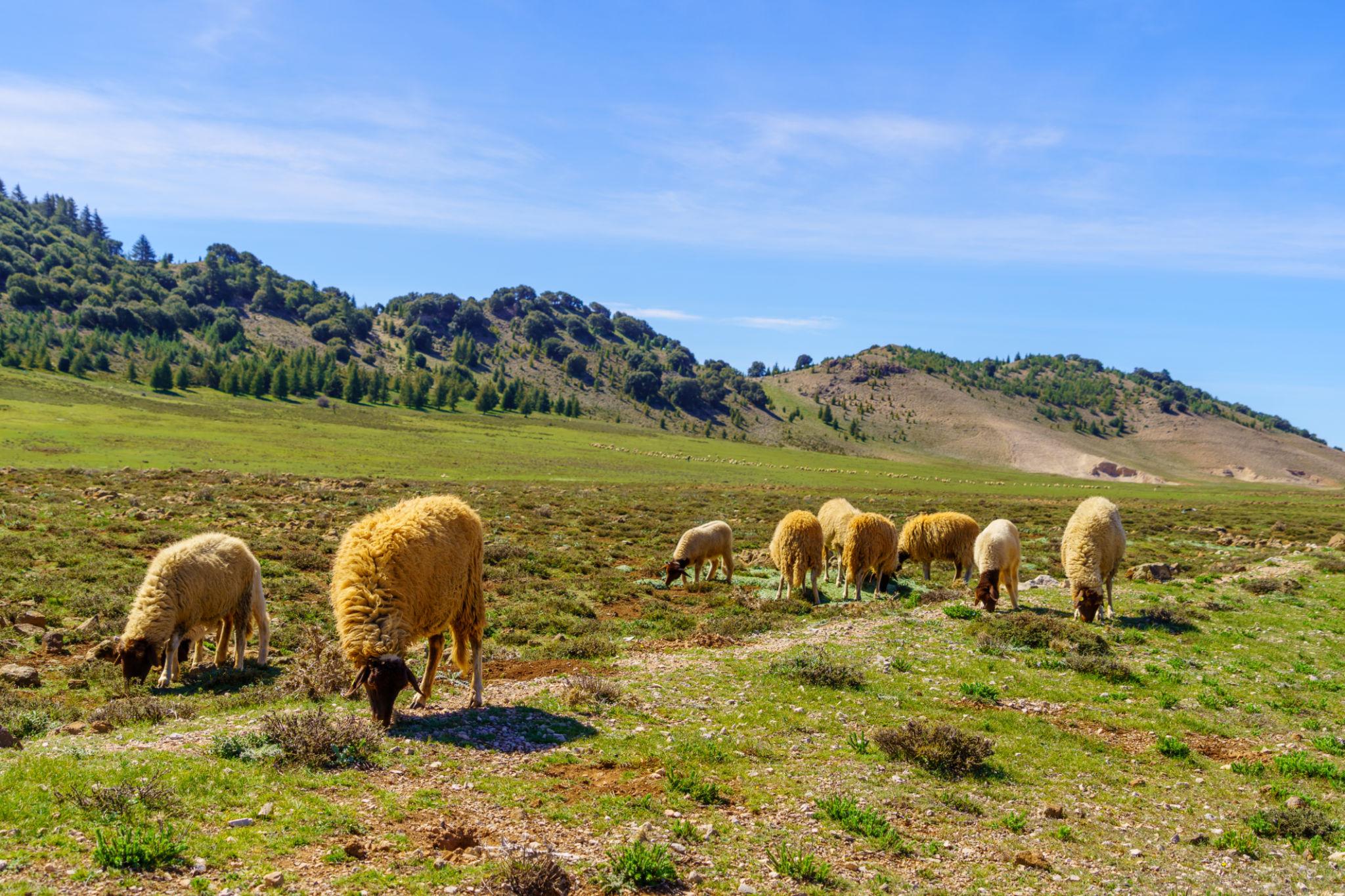 The Middle Atlas Mountains trails