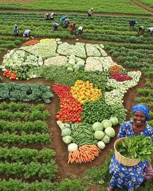 Agriculture Projects in Africa